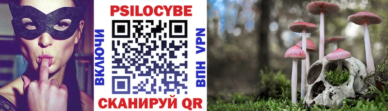 где можно купить   Краснознаменск  блэк спрут зеркало  Галлюциногенные грибы Magic Shrooms 